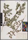 Foto von Salix caprea L. x Salix repens L.